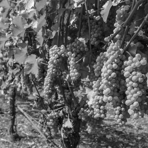 Arietta