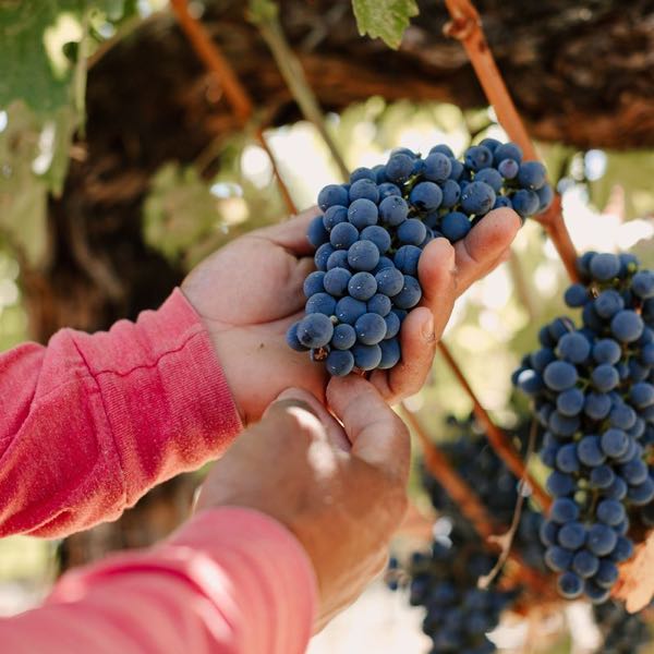 Barnett Vineyards