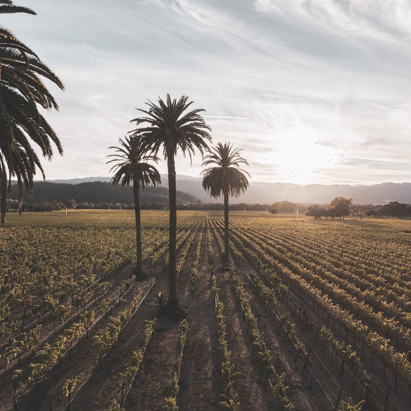 Beaulieu Vineyard, Rutherford, Napa Valley
