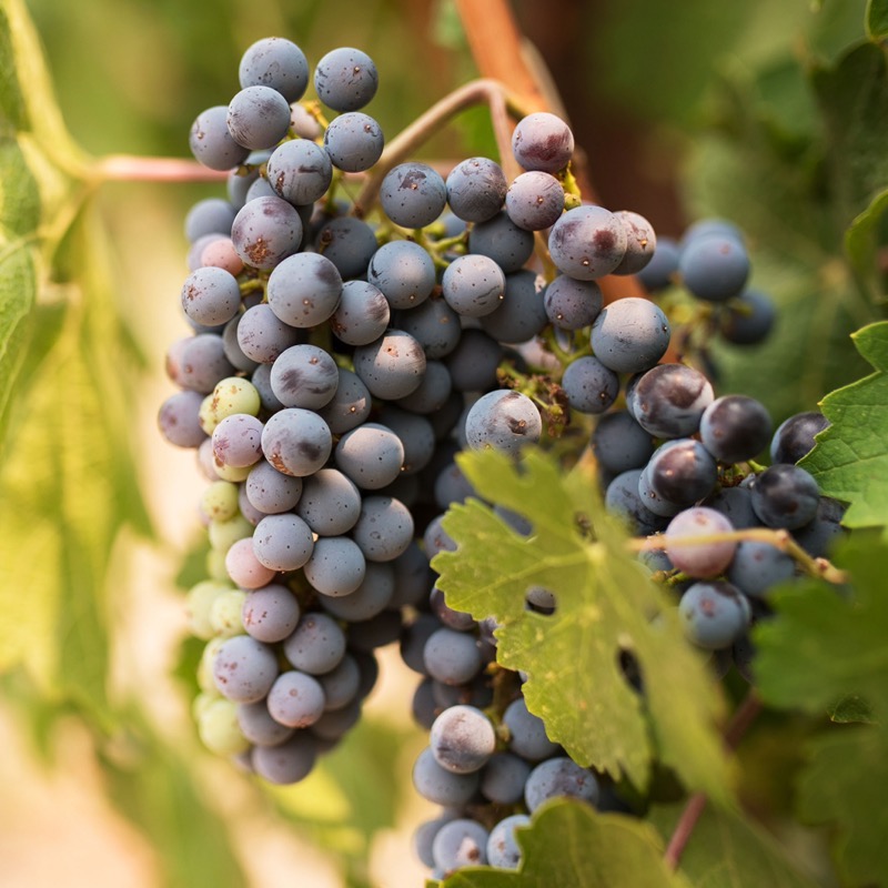 Buehler Vineyards, St. Helena, Napa Valley
