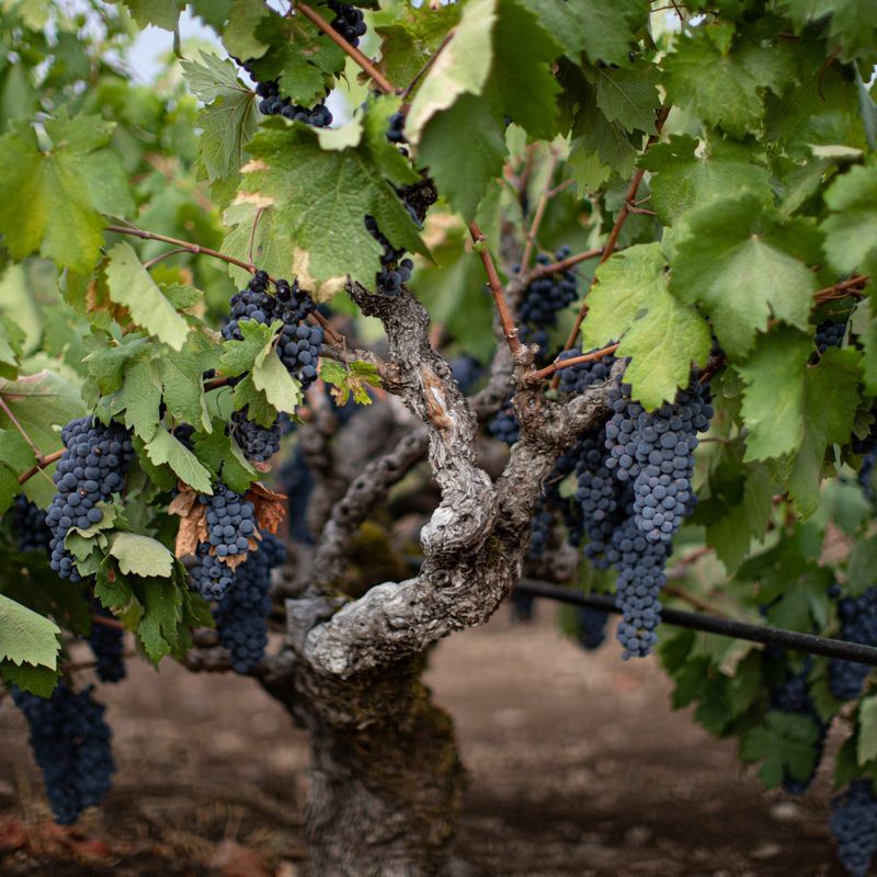 Chase Cellars, St. Helena, Napa Valley