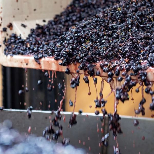 Chase Cellars