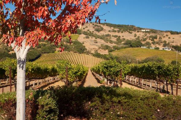 Chimney Rock Winery