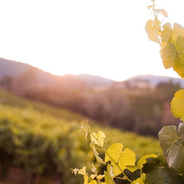 Clark-Claudon Vineyards