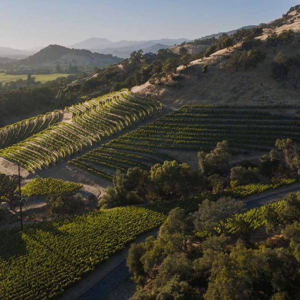Cliff Lede Vineyards