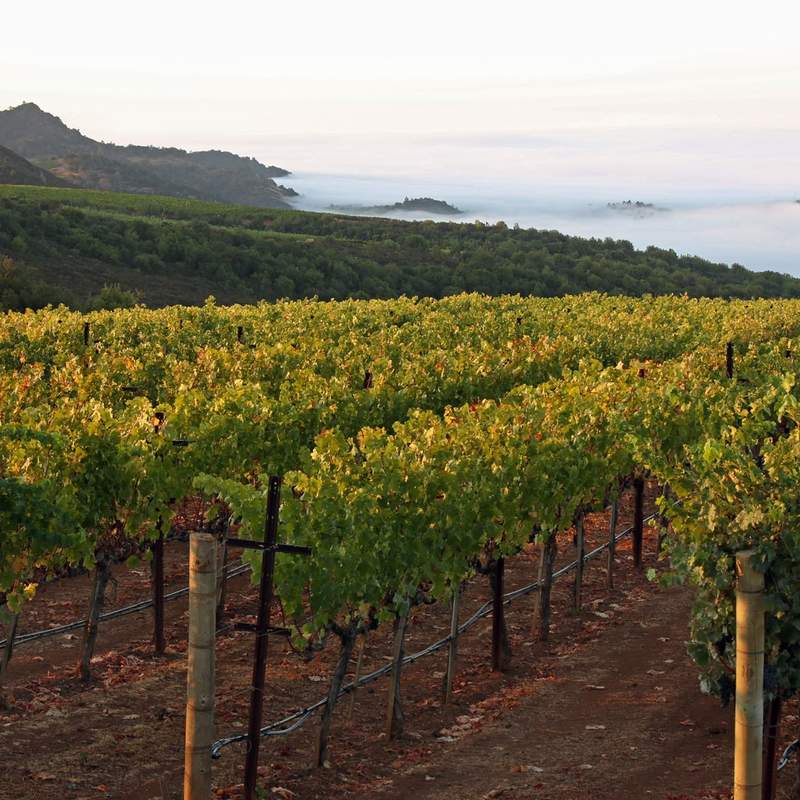 Continuum Estate, Spring Mountain District, Napa Valley