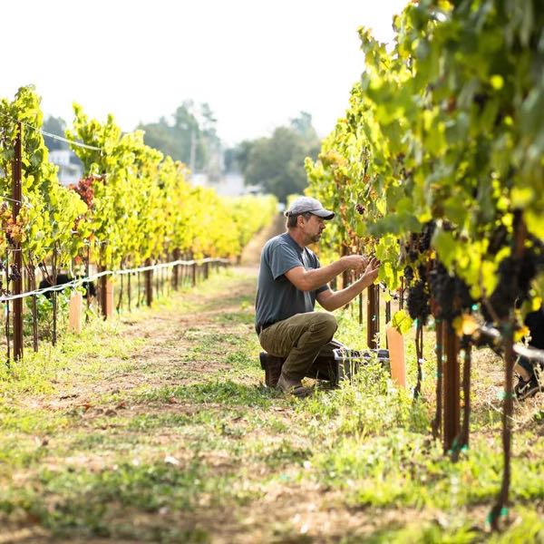 Failla Wines