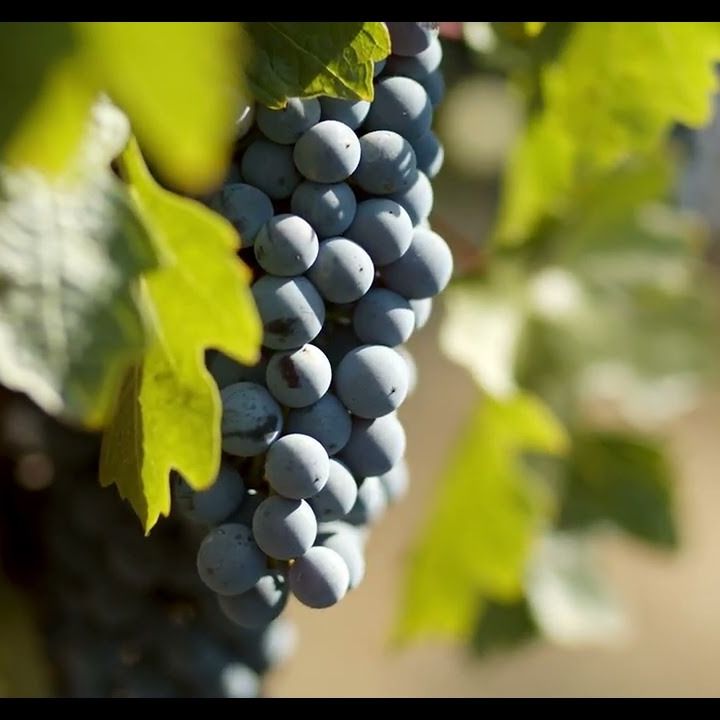 Fontanella Family Winery, Napa Valley, Napa Valley