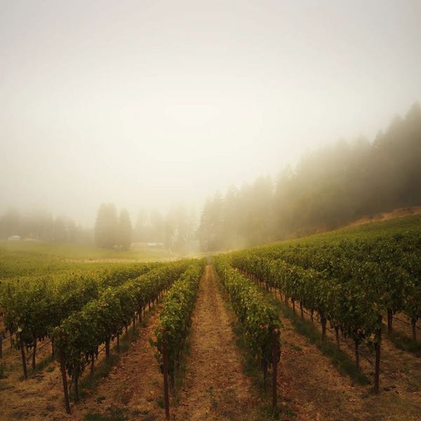 Gamble Family Vineyards