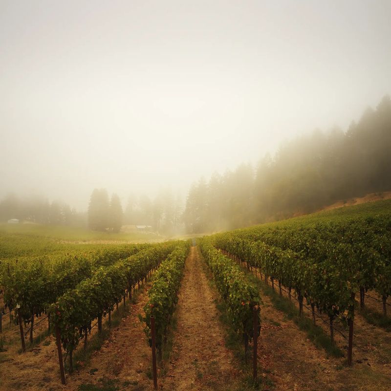 Gamble Family Vineyards, Oak Knoll District, Napa Valley