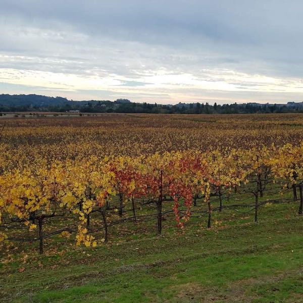 Hendry Vineyard and Winery