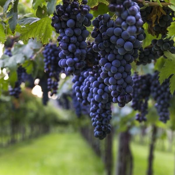 Hope & Grace Winery