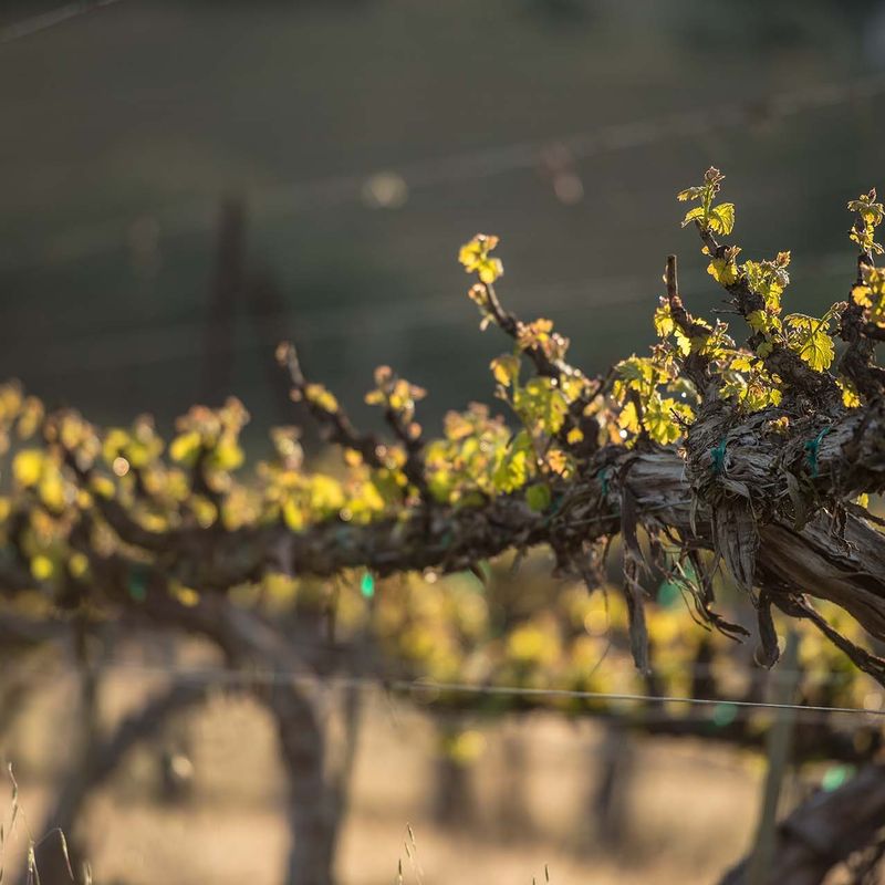 J. Moss Winery, Oak Knoll District, Napa Valley