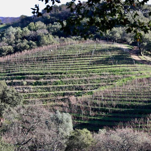 Kuleto Estate Family