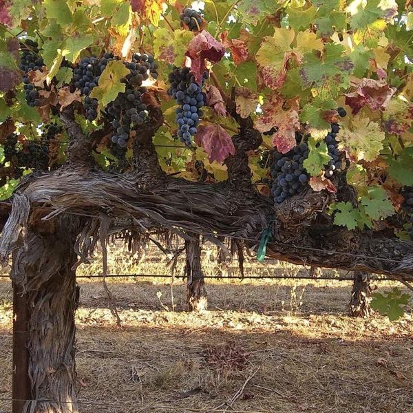 Longfellow Wines at Vintner's Collective