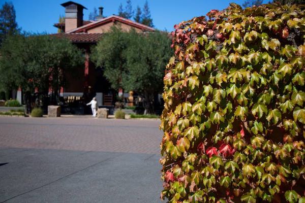 Luna Vineyards