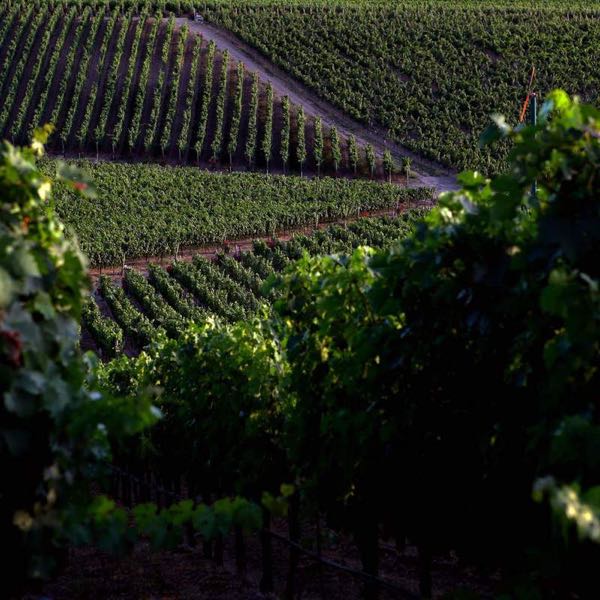 Palmaz Vineyards