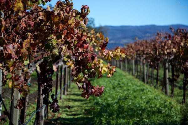 Paradigm Winery