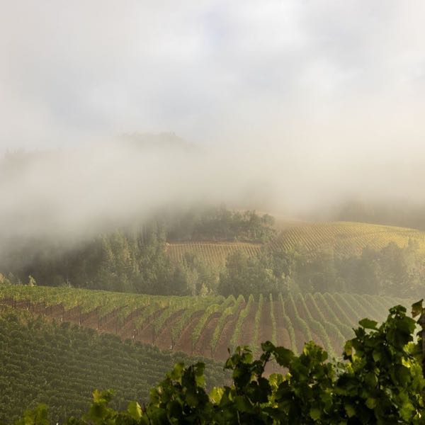 Peter Michael Winery