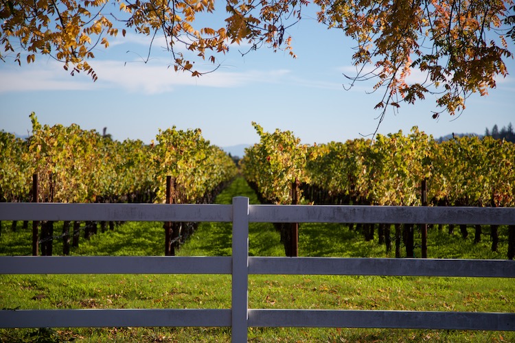 CAVUS, Rutherford, Napa Valley