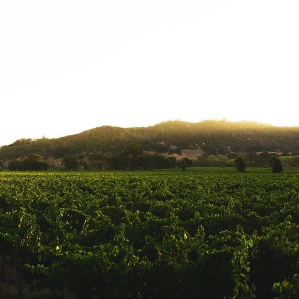 Pope Valley Winery