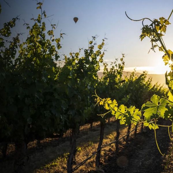 Purlieu Wines
