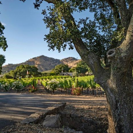 Robinson Family Vineyards