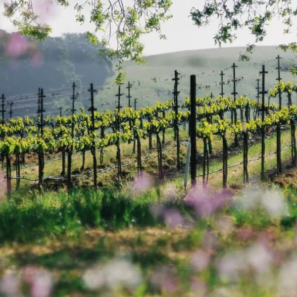 Spring Mountain Vineyard