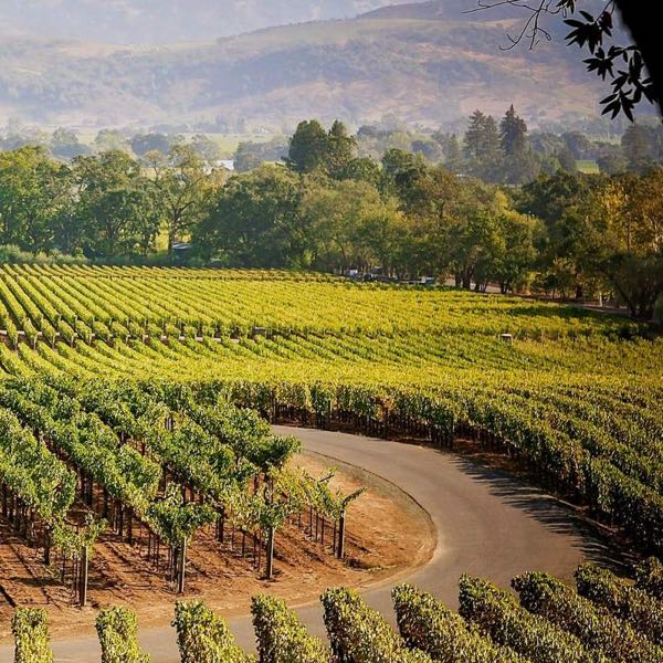 Staglin Family Vineyard