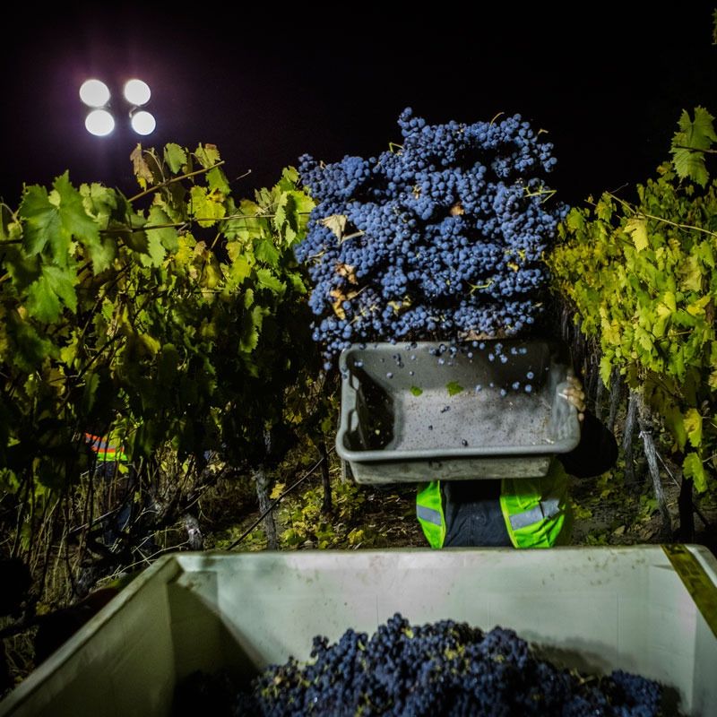 Steltzner Vineyards, Napa Valley, Napa Valley