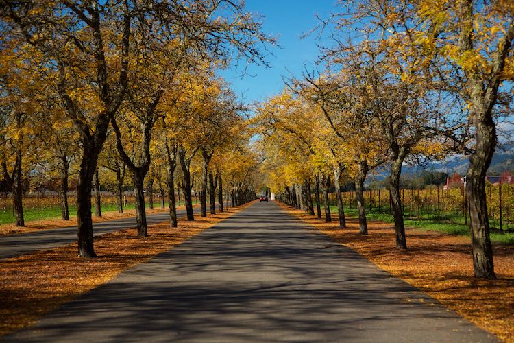 Sterling Vineyards, Calistoga