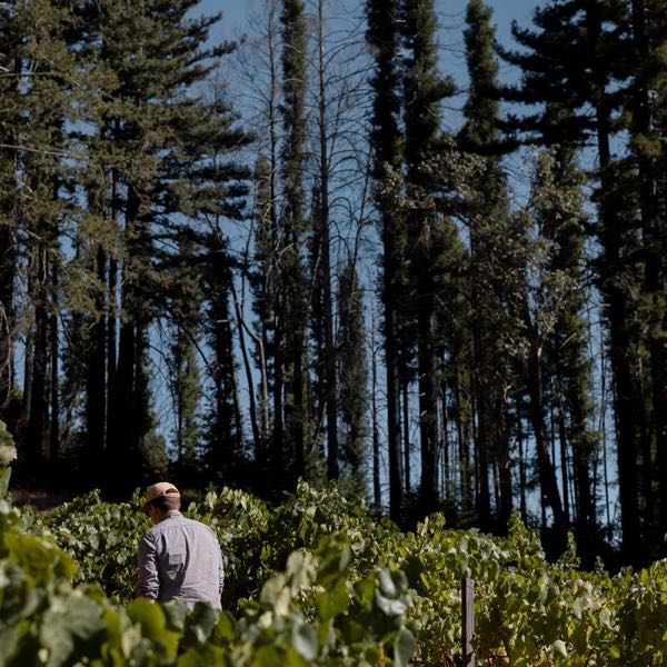 Stony Hill Vineyard
