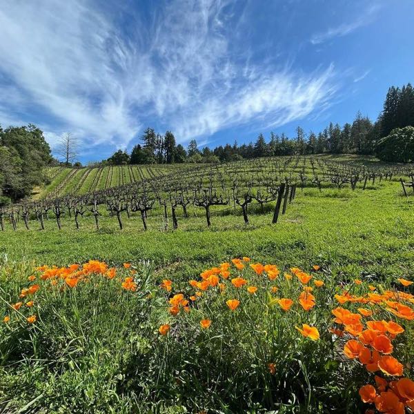 Storybook Mountain Vineyards