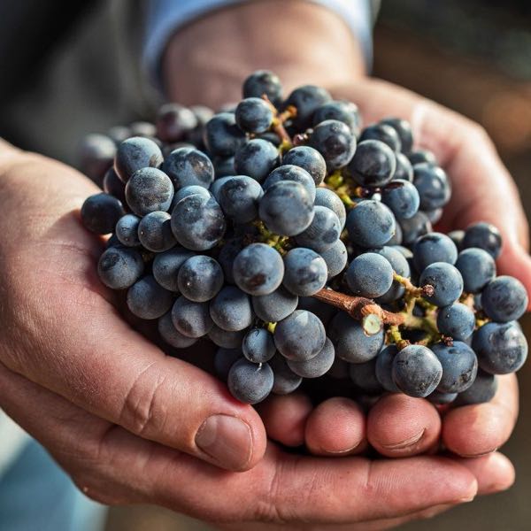 Sullivan Vineyards