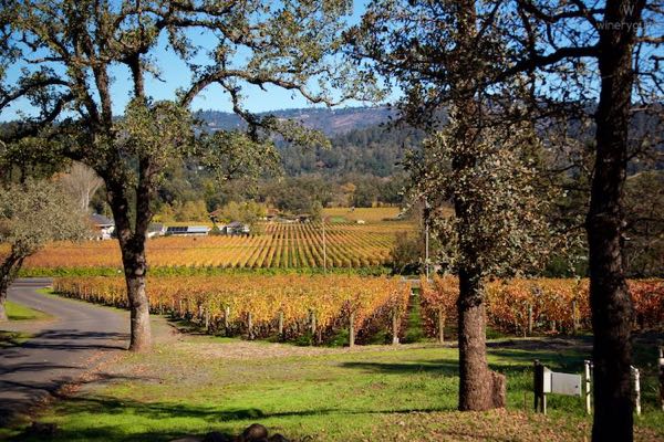 Vineyard 29